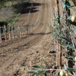 Le Olive per l’extravergine