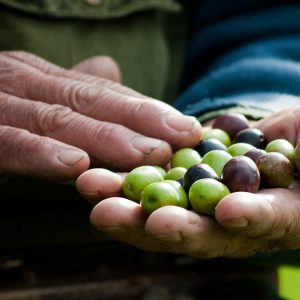 Le Olive di Vallone di Valle 100 kg