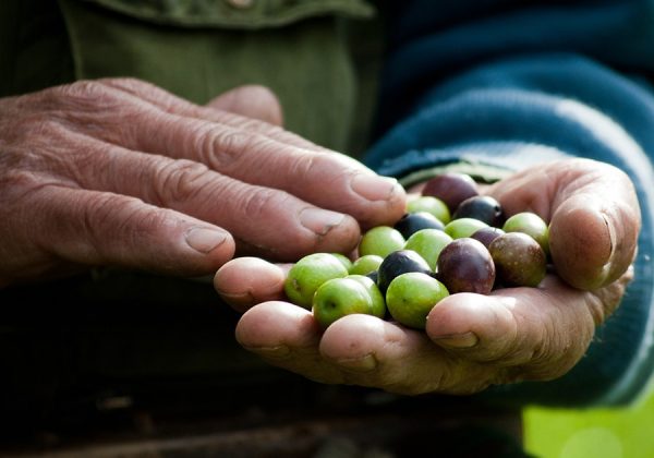 Le Olive di Vallone di Valle 100 kg